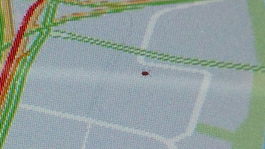 Bug 2
