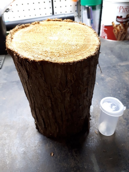 La cache du pic bois 1